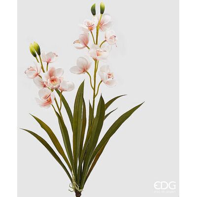 EDG Enzo De Gasperi Orchidea Cymbidium Real H 59 Cm Bianco Rosa EDG Enzo De Gasperi Orchidea Cymbidium Real H 59 Cm Bianco Rosa