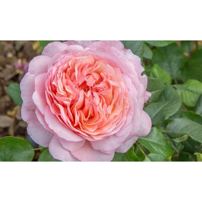 ALTRO Rosa Jean De La Fontaine Romantica ALTRO Rosa Jean De La Fontaine Romantica