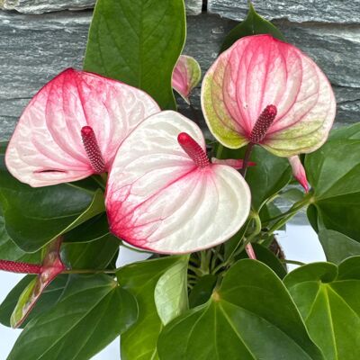 ALTRO Anthurium Mystique Rosa In Vaso Da 16cm ALTRO Anthurium Mystique Rosa In Vaso Da 16cm