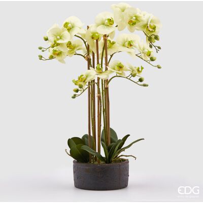 EDG Enzo De Gasperi Orchidea Phalaenopsis Real Con Vaso Ramo X6 Artificiale H 72,5 Cm Light Green EDG Enzo De Gasperi Orchidea Phalaenopsis Real Con Vaso Ramo X6 Artificiale H 72,5 Cm Light Green