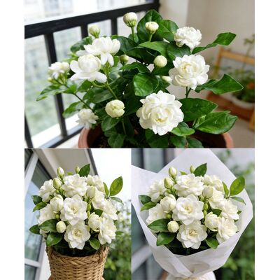AULEDIO 200 Semi Di Jasminum Sambac – Pianta Di Gelsomino Bianco – Pianta Rampicante Profumata Per Giardino, Balcone E Terrazza AULEDIO 200 Semi Di Jasminum Sambac – Pianta Di Gelsomino Bianco – Pianta Rampicante Profumata Per Giardino, Balcone E Terrazza