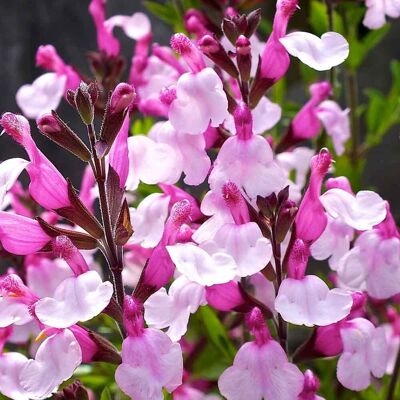 ALTRO Salvia Greggii In Vaso Da 14cm ALTRO Salvia Greggii In Vaso Da 14cm
