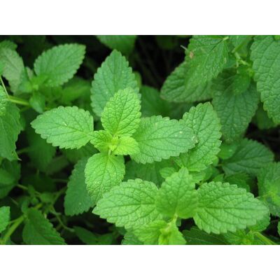 AULEDIO Semi Di Menta 1000 – Erbe Aromatiche – Periodo Di Semina: Marzo-luglio – Favorisce La Crescita Del Cavolo – Allontana Gli Afidi – Profumo Intenso E Rinfrescante AULEDIO Semi Di Menta 1000 – Erbe Aromatiche – Periodo Di Semina: Marzo-luglio – Favorisce La Crescita Del Cavolo – Allontana Gli Afidi – Profumo Intenso E Rinfrescante