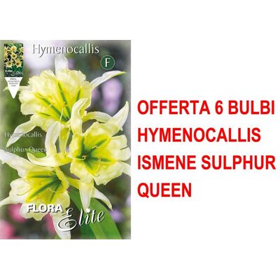 ALTRO Offerta 6 Bulbi Hymenocallis Ismene Sulphur Queen ALTRO Offerta 6 Bulbi Hymenocallis Ismene Sulphur Queen