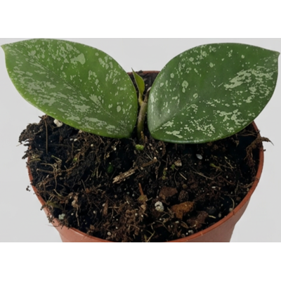 ALTRO Hoya Parasitica Splash In Vaso Da 11cm ALTRO Hoya Parasitica Splash In Vaso Da 11cm