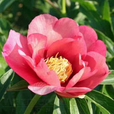 ALTRO Peonia Old Rose Dandy In Vaso Da 21cm ALTRO Peonia Old Rose Dandy In Vaso Da 21cm