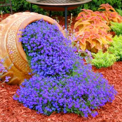 AULEDIO Semi Di Sixbépale – 2000 Semi Per Giardino E Orto – Semi Di Fiori Facili Da Coltivare – Copertura Perenne Del Suolo – Resistente All’inverno – Blu AULEDIO Semi Di Sixbépale – 2000 Semi Per Giardino E Orto – Semi Di Fiori Facili Da Coltivare – Copertura Perenne Del Suolo – Resistente All’inverno – Blu