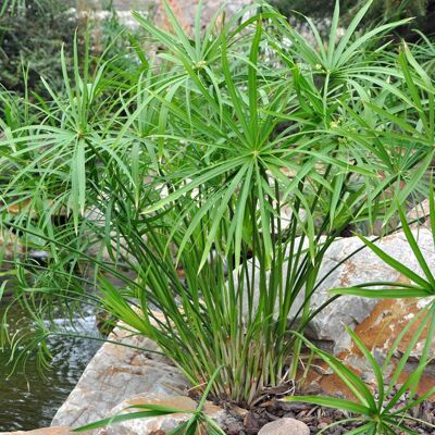 ALTRO Cyperus Alternifolius (falso Papiro) In Vaso 21cm ALTRO Cyperus Alternifolius (falso Papiro) In Vaso 21cm