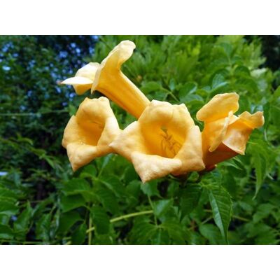 ALTRO Bignonia Radicans Flava Campsis Vaso 16cm ALTRO Bignonia Radicans Flava Campsis Vaso 16cm