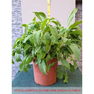 ALTRO Salvia Officinalis In Vaso 18cm ALTRO Salvia Officinalis In Vaso 18cm