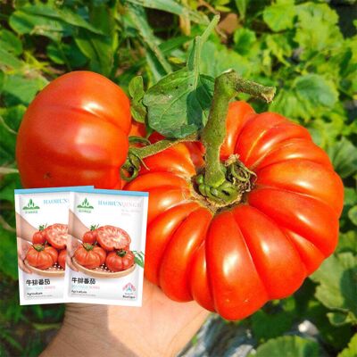 AULEDIO Semi Pomodoro Beefsteak 200 Pezzi, Pomodori Grandi Orto AULEDIO Semi Pomodoro Beefsteak 200 Pezzi, Pomodori Grandi Orto