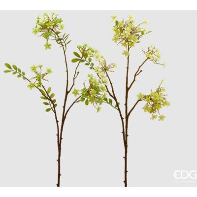 EDG Enzo De Gasperi Viburno Rex H 70 Cm Giallo O Verde 1 Pz EDG Enzo De Gasperi Viburno Rex H 70 Cm Giallo O Verde 1 Pz