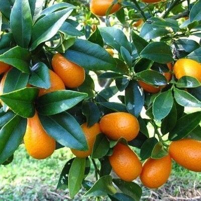 ALTRO Fortunella Kumquat Extra In Vaso Da 20cm ALTRO Fortunella Kumquat Extra In Vaso Da 20cm