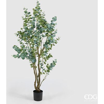 EDG Enzo De Gasperi Eucalipto Con Vaso H 210 Cm Pianta Artificiale Verde EDG Enzo De Gasperi Eucalipto Con Vaso H 210 Cm Pianta Artificiale Verde