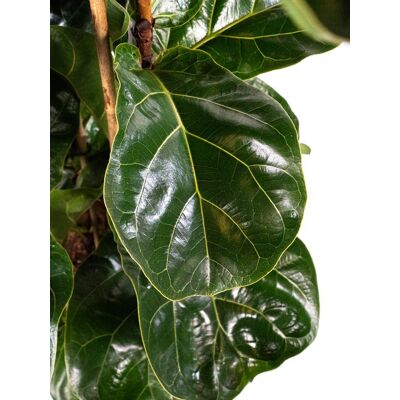 ALTRO Ficus Lyrata Bambino In Vaso Da 17cm ALTRO Ficus Lyrata Bambino In Vaso Da 17cm