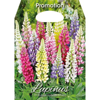 ALTRO Lupino Lupinus Russell Hybrids Mixed (confezione Da 10 Bulbi) ALTRO Lupino Lupinus Russell Hybrids Mixed (confezione Da 10 Bulbi)