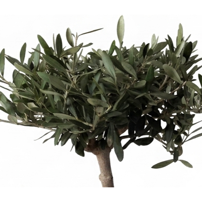 ALTRO Olea Europaea Bonsai Olivo In Vaso Da 20cm ALTRO Olea Europaea Bonsai Olivo In Vaso Da 20cm