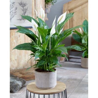 ALTRO Spathiphyllum Vivaldi Bianco Vaso 17cm ALTRO Spathiphyllum Vivaldi Bianco Vaso 17cm
