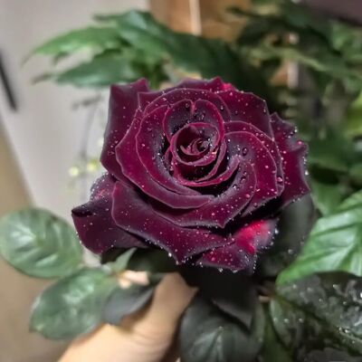 AULEDIO 2000 Pz Semi Rosa Nera Esotica – Black Rose Seeds Piante Giardino Con Fertilizzante AULEDIO 2000 Pz Semi Rosa Nera Esotica – Black Rose Seeds Piante Giardino Con Fertilizzante