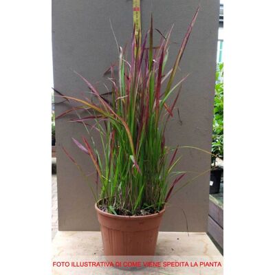 ALTRO Imperata Vaso 14cm ALTRO Imperata Vaso 14cm