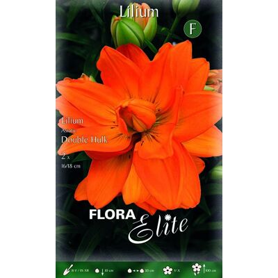 ALTRO Lilium Giglio Double Hulk (confezione Da 2 Bulbi) ALTRO Lilium Giglio Double Hulk (confezione Da 2 Bulbi)