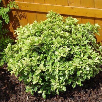 ALTRO 1 Pianta Di Osmanthus Tricolor In Vaso 24cm Sempreverdi ALTRO 1 Pianta Di Osmanthus Tricolor In Vaso 24cm Sempreverdi