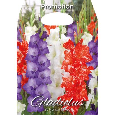 ALTRO Gladioli France Mixed (confezione Da 25 Bulbi) ALTRO Gladioli France Mixed (confezione Da 25 Bulbi)