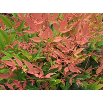 ALTRO Nandina Magical Sunrise Vaso 19cm ALTRO Nandina Magical Sunrise Vaso 19cm