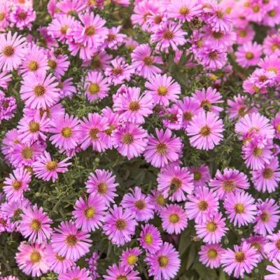 AULEDIO Semi Di Piccole Margherite Viola 10000 – Fioritura Abbondante – Adatto Per Giardino, Balcone E Vasi – Decorazione Da Giardino Esterno AULEDIO Semi Di Piccole Margherite Viola 10000 – Fioritura Abbondante – Adatto Per Giardino, Balcone E Vasi – Decorazione Da Giardino Esterno