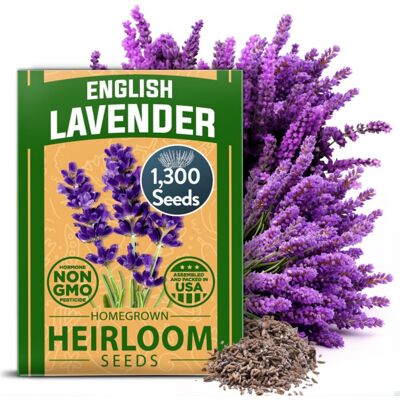 AULEDIO Semi Di Lavanda 1300 – Semi Per Giardino E Balcone – Fiori Viola – Piante Aromatiche – Per Cortile E Giardino AULEDIO Semi Di Lavanda 1300 – Semi Per Giardino E Balcone – Fiori Viola – Piante Aromatiche – Per Cortile E Giardino