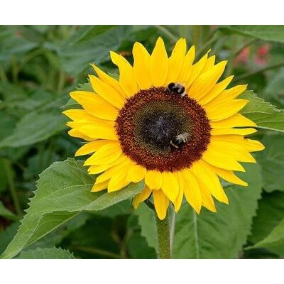 AULEDIO 100 Semi Di Girasole A Stelo Corto – Alta Germinazione – Facile Da Coltivare – Attrae Insetti Impollinatori – Adatto Per Giardino, Vasi E Bordi Di Aiuole AULEDIO 100 Semi Di Girasole A Stelo Corto – Alta Germinazione – Facile Da Coltivare – Attrae Insetti Impollinatori – Adatto Per Giardino, Vasi E Bordi Di Aiuole