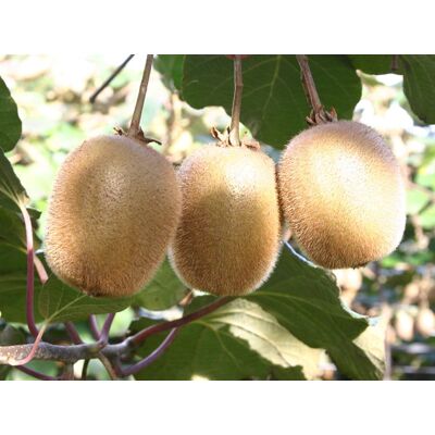 ALTRO Kiwi Actinidia Hayward (1 Pianta Femmina) ALTRO Kiwi Actinidia Hayward (1 Pianta Femmina)