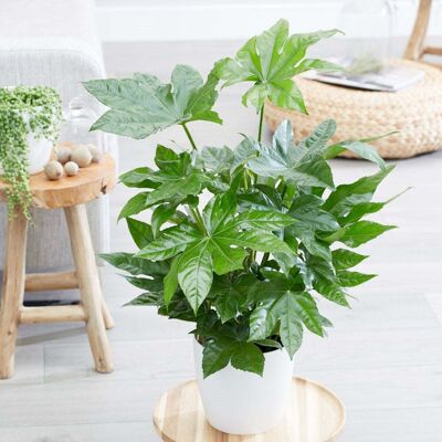ALTRO Fatsia Japonica Aralia Vaso 17cm ALTRO Fatsia Japonica Aralia Vaso 17cm