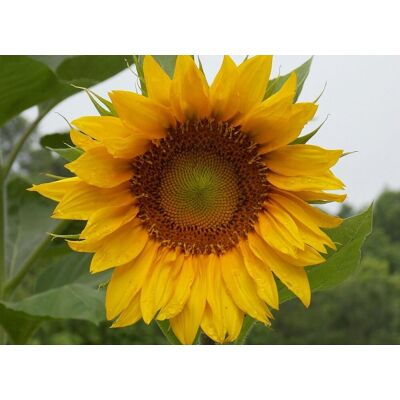 AULEDIO Semi Di Girasole Giallo 500 Pcs – Fiori Colorati, Alta Germinazione, Facile Da Coltivare AULEDIO Semi Di Girasole Giallo 500 Pcs – Fiori Colorati, Alta Germinazione, Facile Da Coltivare