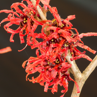ALTRO Hamamelis Diane In Vaso Da 24cm ALTRO Hamamelis Diane In Vaso Da 24cm