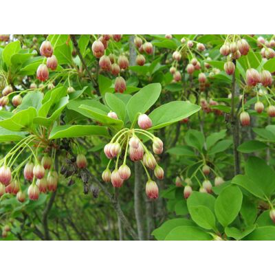 ALTRO Enkianthus Campanulatus Vaso 19cm ALTRO Enkianthus Campanulatus Vaso 19cm