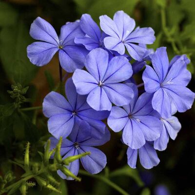 ALTRO Plumbago Su Graticola In Vaso Da 15cm ALTRO Plumbago Su Graticola In Vaso Da 15cm