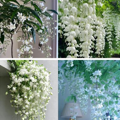 AULEDIO 200 Semi Di Jasminum Rampicante, Pianta Rampicante Fiorita E Profumata, Semi Di Gelsomino Bianco, Ideali Per Graticci, Pergolati E Decorazioni Da Giardino AULEDIO 200 Semi Di Jasminum Rampicante, Pianta Rampicante Fiorita E Profumata, Semi Di Gelsomino Bianco, Ideali Per Graticci, Pergolati E Decorazioni Da Giardino