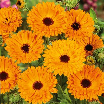 AULEDIO Semi Calendula 200 Pezzi, Pianta Officinale Giardino AULEDIO Semi Calendula 200 Pezzi, Pianta Officinale Giardino