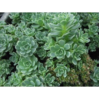 ALTRO Sedum Mix In Vaso 14cm Varieta' Assortite ALTRO Sedum Mix In Vaso 14cm Varieta' Assortite