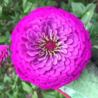 AULEDIO Semi Di Zinnia Viola – 5000 Pezzi, Fiori Estivi Viola, Fioritura Lunga, Pianta Ornamentale AULEDIO Semi Di Zinnia Viola – 5000 Pezzi, Fiori Estivi Viola, Fioritura Lunga, Pianta Ornamentale