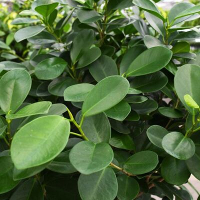 ALTRO Ficus Moclame In Vaso Da 21cm ALTRO Ficus Moclame In Vaso Da 21cm