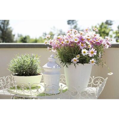 Bama Portavaso Porta Vaso Panna Paglia D29 Cm H 27 Cm 34031 Piante Fiori Bama Portavaso Porta Vaso Panna Paglia D29 Cm H 27 Cm 34031 Piante Fiori