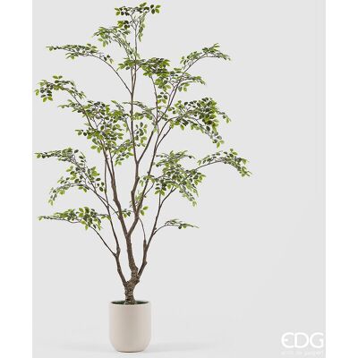 EDG Enzo De Gasperi Pianta Artificiale Bucida Buceras Vogue Con Vaso H 210 Cm – Pianta Decorativa Realistica Design Moderno EDG Enzo De Gasperi Pianta Artificiale Bucida Buceras Vogue Con Vaso H 210 Cm – Pianta Decorativa Realistica Design Moderno