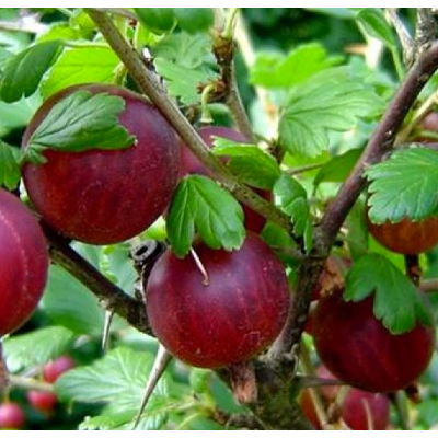 ALTRO Uva Spina Rokula Rossa (1 Pianta) ALTRO Uva Spina Rokula Rossa (1 Pianta)