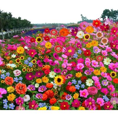 AULEDIO Semi Di Fiori Selvatici Misti 500g – Fiori Colorati Per Giardino, Facile Da Coltivare, Pianta Da Esterno AULEDIO Semi Di Fiori Selvatici Misti 500g – Fiori Colorati Per Giardino, Facile Da Coltivare, Pianta Da Esterno