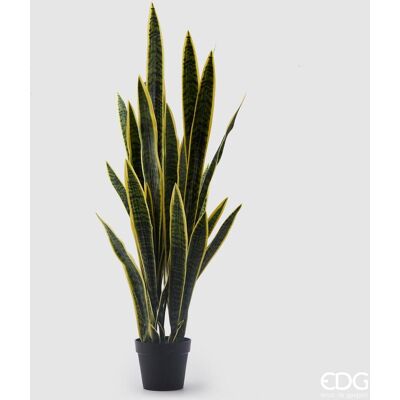 EDG Pianta Con Vaso Sanseveria West H 140 Cm EDG Pianta Con Vaso Sanseveria West H 140 Cm