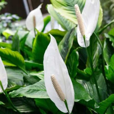 ALTRO Peragashop - 1 Pianta Di Spathiphyllum Sweet Chico Vaso 13cm Spatifillo Pianta Da Appartamento ALTRO Peragashop - 1 Pianta Di Spathiphyllum Sweet Chico Vaso 13cm Spatifillo Pianta Da Appartamento