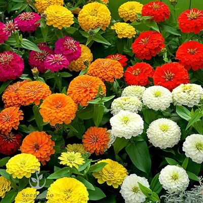 AULEDIO Semi Di Zinnia Misti – 5000 Pezzi, Fiori Estivi Da Giardino, Fioritura Lunga, Pianta Facile Da Coltivare AULEDIO Semi Di Zinnia Misti – 5000 Pezzi, Fiori Estivi Da Giardino, Fioritura Lunga, Pianta Facile Da Coltivare