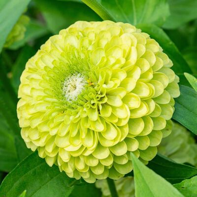 AULEDIO Semi Di Zinnia Verde – 2000 Pezzi, Fiori Estivi, Fioritura Lunga, Pianta Da Giardino Facile Da Coltivare AULEDIO Semi Di Zinnia Verde – 2000 Pezzi, Fiori Estivi, Fioritura Lunga, Pianta Da Giardino Facile Da Coltivare